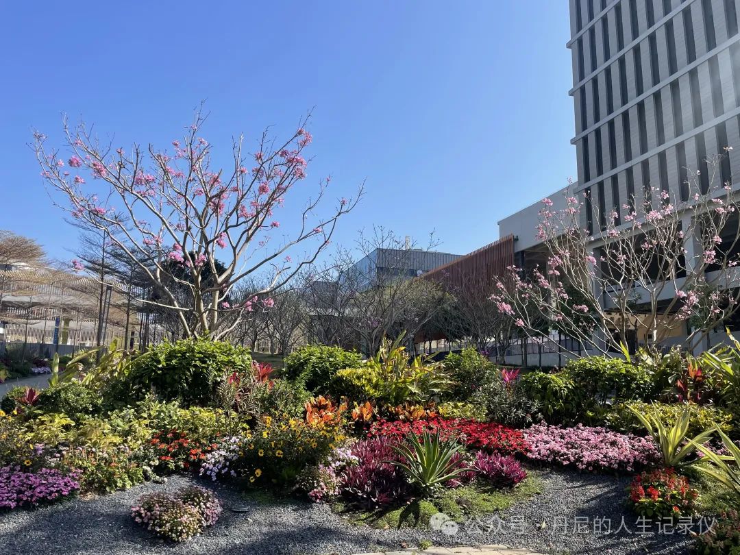 香港大学深圳大学官网_香港大学中文系深圳校区_香港中文大学深圳校区