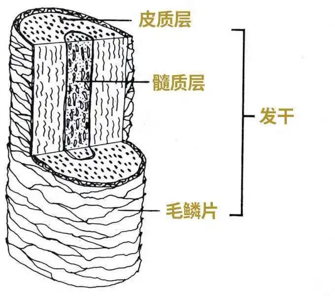 卷发棒伤头发还是烫头发伤头发_卷发棒伤头发吗_卷发棒伤头发不