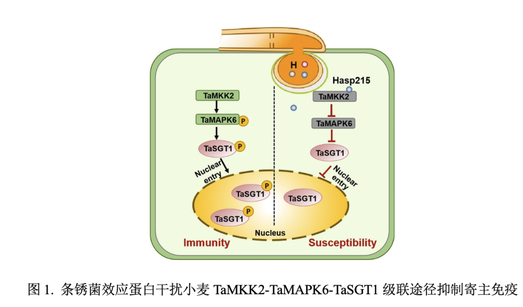 西北农林科技大学门户_西北农林科技大简介_西北农林科技大学