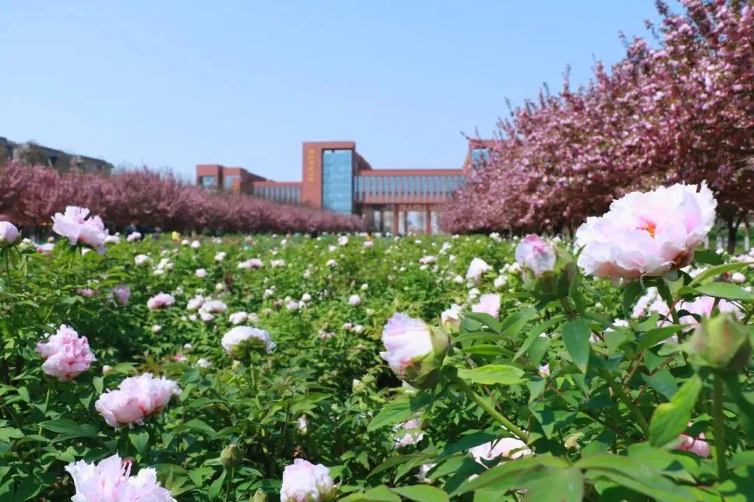 西北农林大学科技大学官网_西北农林科技大简介_西北农林科技大学