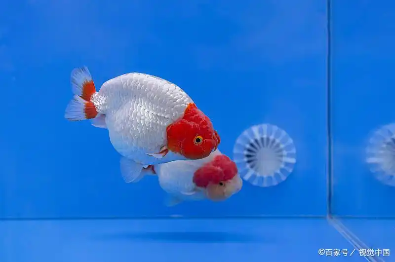 婚纱轻纱照片_婚纱轻的好还是重的好_轻婚纱