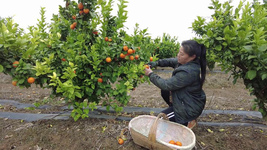 创业失败史 老黄_天涯创业失败史_刘强东创业辛酸史故事