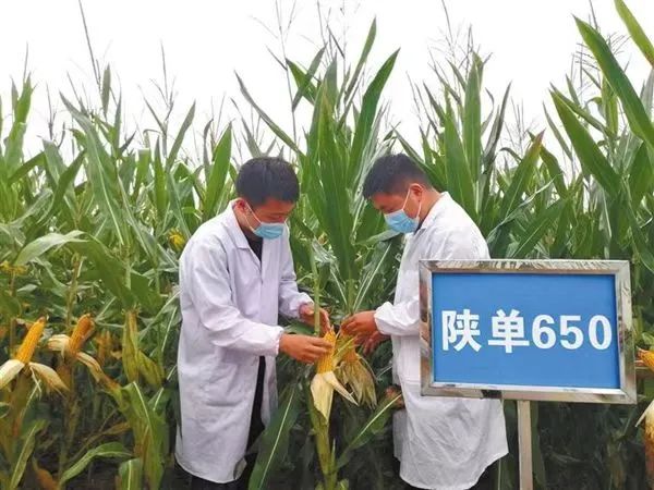 西北农林科技大学门户_西北农林科技大简介_西北农林科技大学