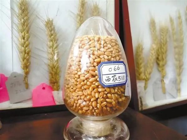 西北农林科技大简介_西北农林科技大学_西北农林科技大学门户