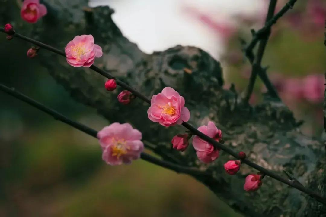 西北农林科技大学_西北农林科技大简介_西北农林大学科技大学官网