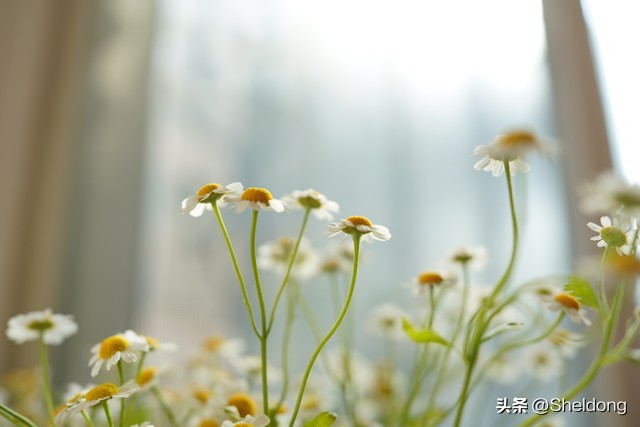 番茄工作法软件pc_番茄钟app_番茄钟软件 pc