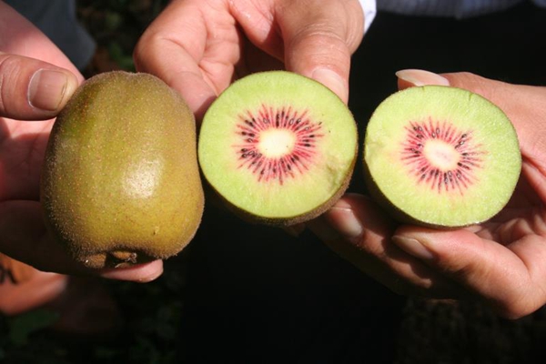 西北农林科技大学门户_西北科技农林大学是985吗_西北农林科技大学