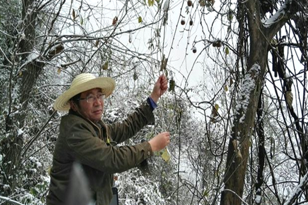 西北农林科技大学门户_西北农林科技大学_西北科技农林大学是985吗