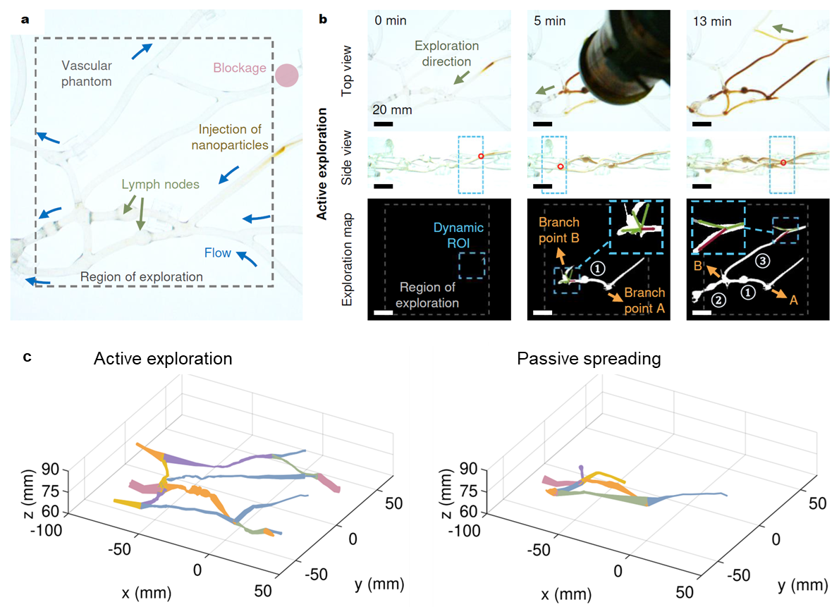 香港中文大学深圳学院_香港大学中文系深圳校区_香港中文大学(深圳)