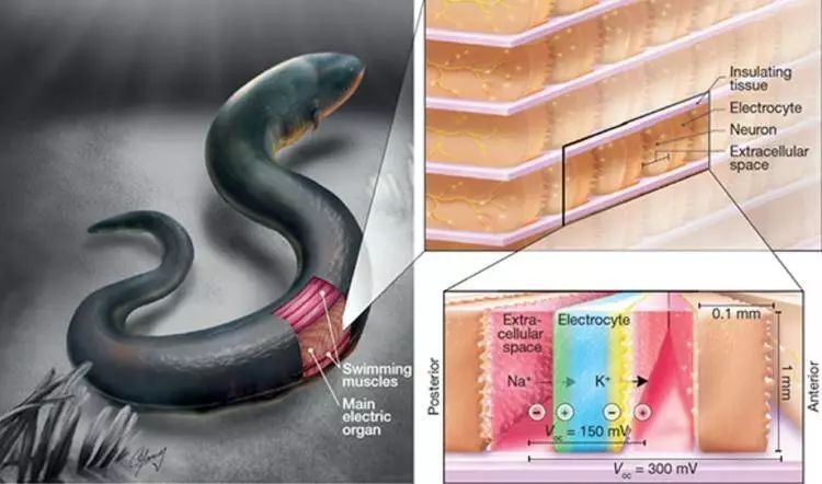 避孕贴能同房吗_避孕贴可以贴同一个地方吗_避孕贴可以紧急避孕吗