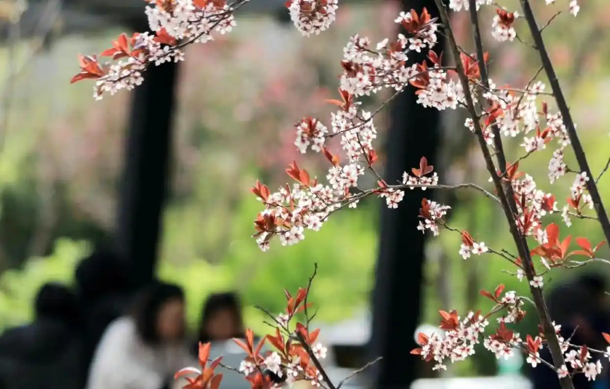 北京外国语学院毕业可以去哪里_北京外国语大学毕业_北京外国语大学毕业什么工作