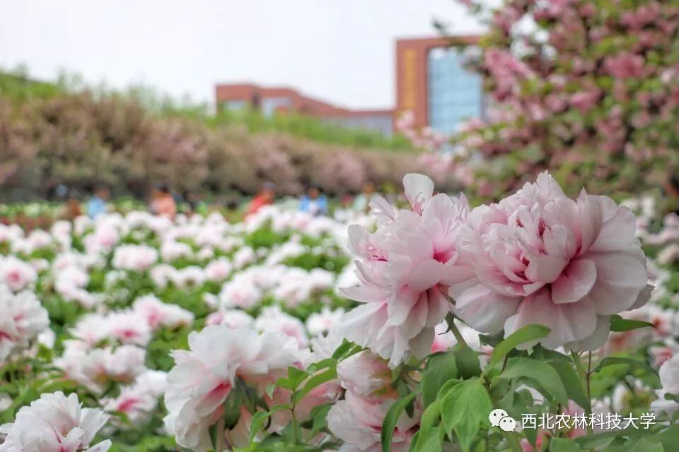 西北农林科技大学_西北农林科技大学硕士研究生考试_西北农林科技大学研究生招生