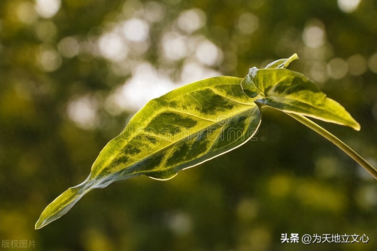 插图本中国文学史撰写_中国古代文学1教学大纲_郑振铎中国文学史研究