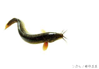 小孩出虚汗怎么办_小儿盗汗食疗偏方_小儿盗汗原因治疗