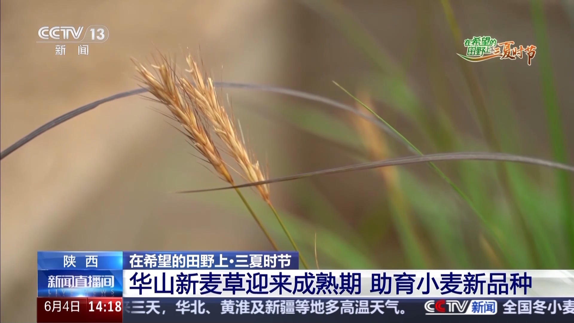 西北农林科技大学_西北农林科技大简介_西北科技农林大学是985吗