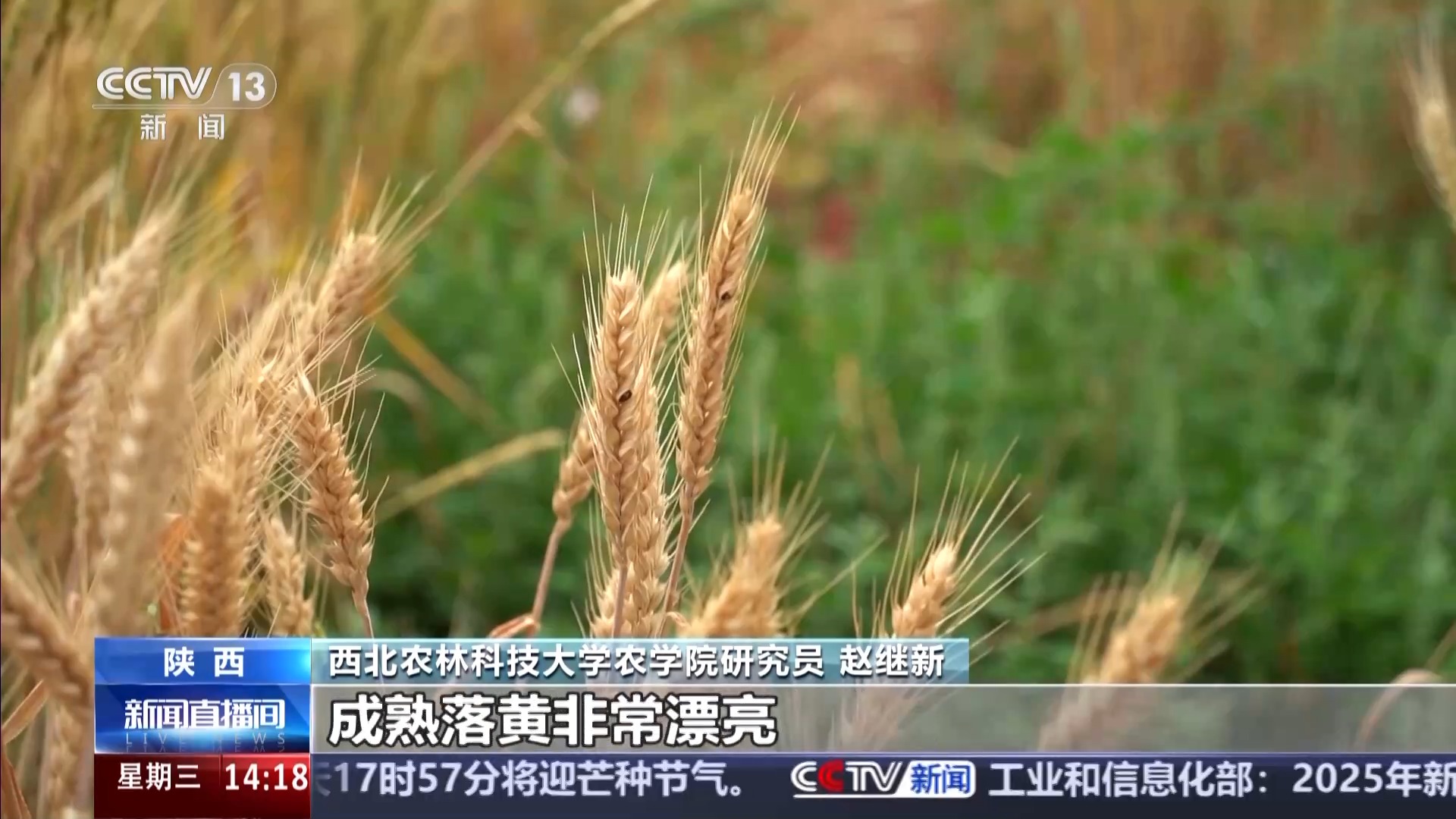 西北科技农林大学是985吗_西北农林科技大简介_西北农林科技大学