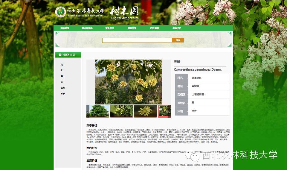 木本植物种质资源库_西北农林科技大学数字化树木园_西北农林科技大学