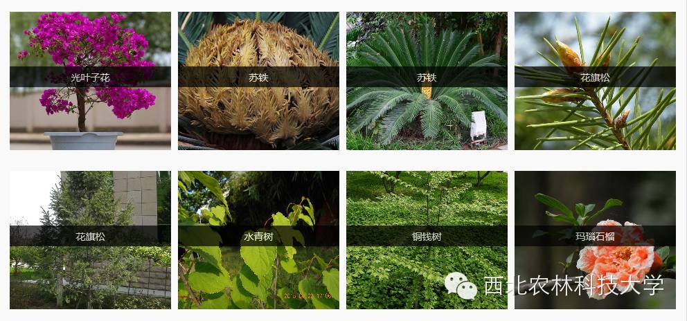 木本植物种质资源库_西北农林科技大学数字化树木园_西北农林科技大学