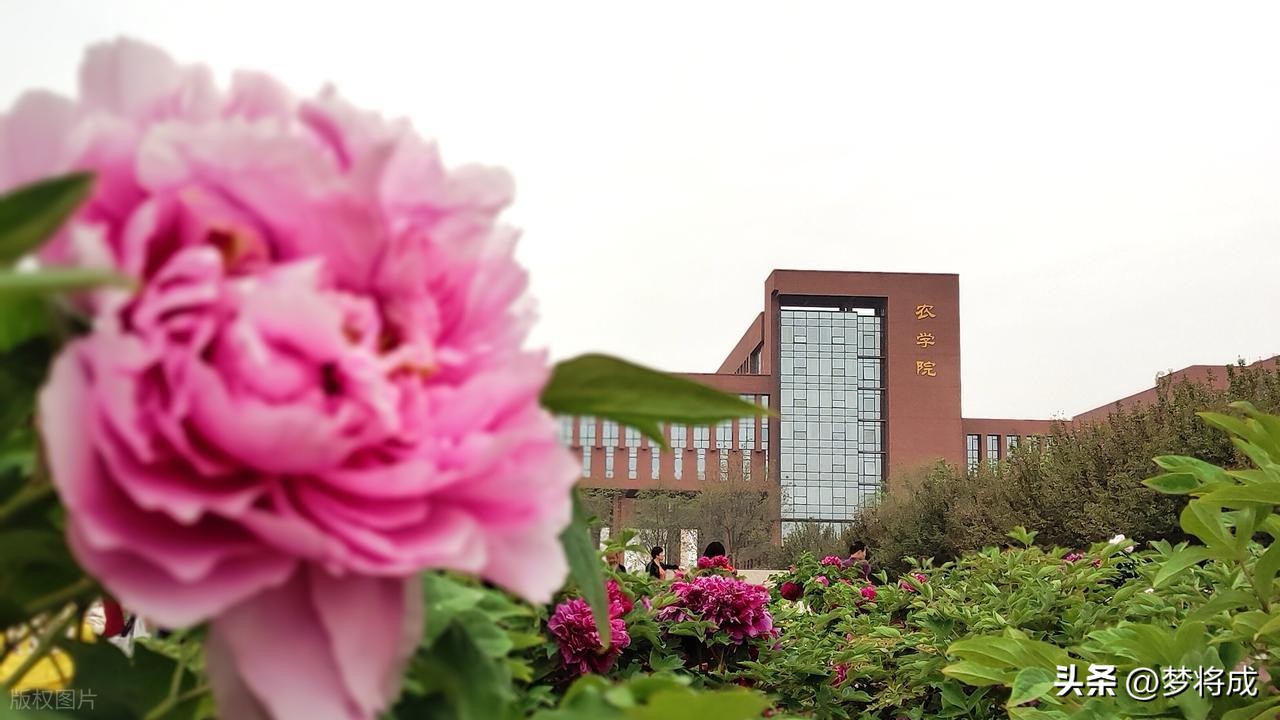 西北农林大学科技大学官网_西北科技农林大学排名_西北农林科技大学