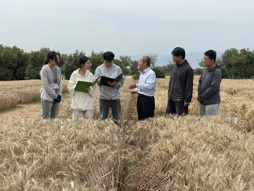 黄淮麦区小麦数据采集_西北农林科技大学_西北农林科技大学小麦育种