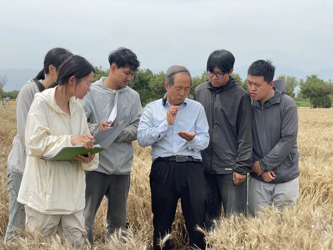 西北农林科技大学小麦育种_黄淮麦区小麦数据采集_西北农林科技大学
