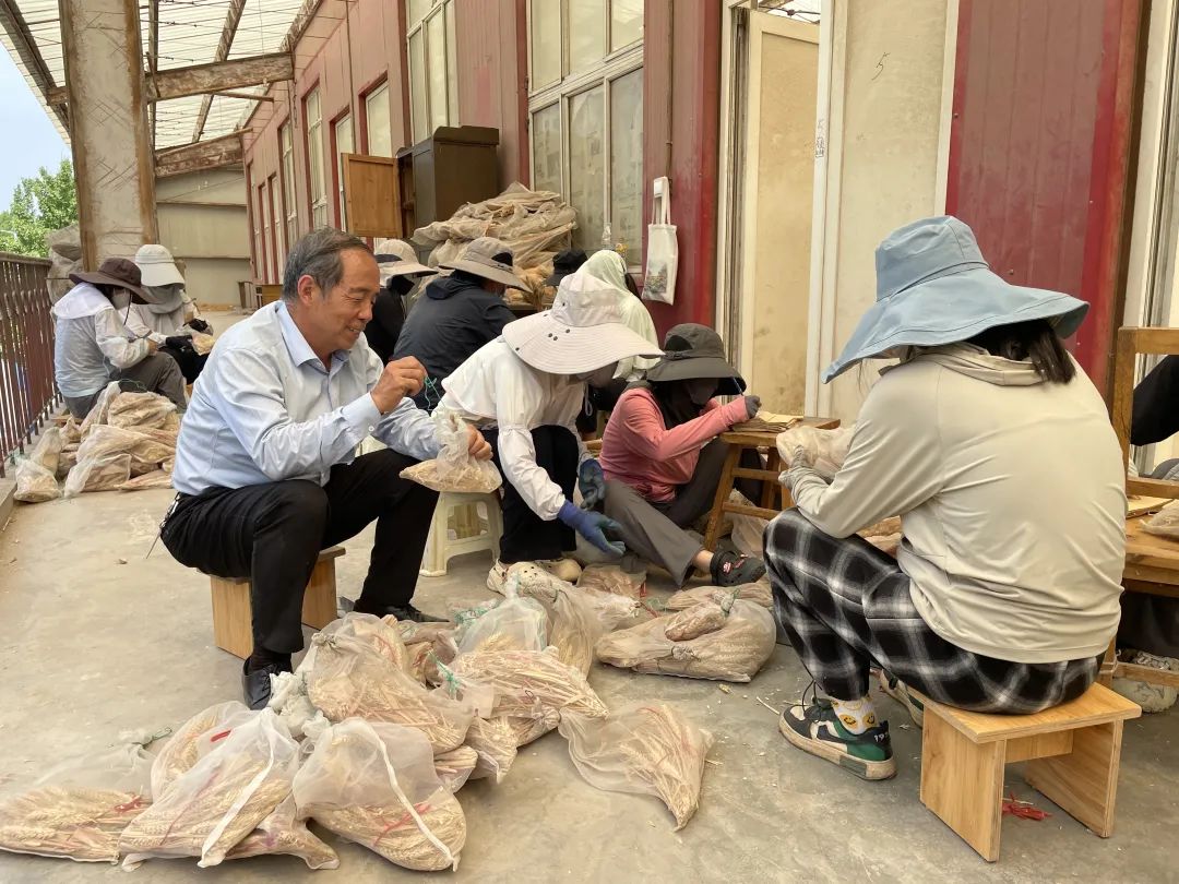 黄淮麦区小麦数据采集_西北农林科技大学_西北农林科技大学小麦育种