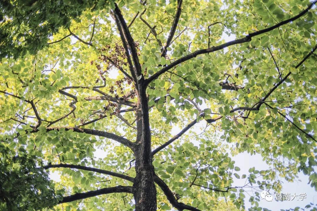 新闻传播学专业排名_ 华语媒体黄埔军校_暨南大学新闻与传播学院