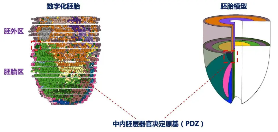 东南大学团队首创单细胞数字胚胎，破译心脏发育密码_东南大学团队首创单细胞数字胚胎，破译心脏发育密码_