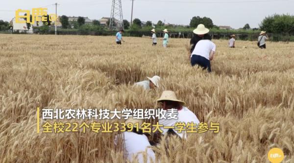 西北农林科技大学_西北农林科技大学_小麦收割常识