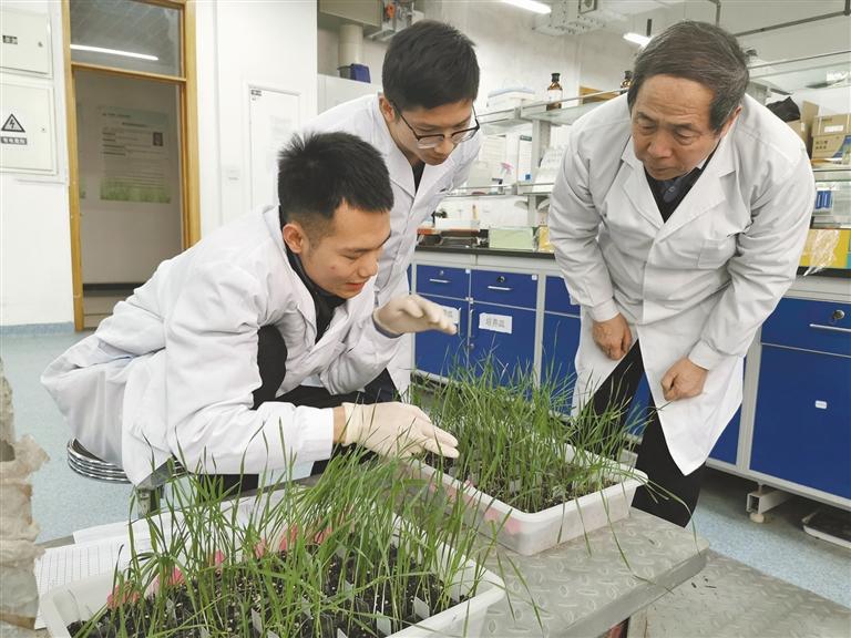西北农林科技大学核桃树修剪培训_西北农林科技大学猕猴桃种植技术_西北农林科技大学