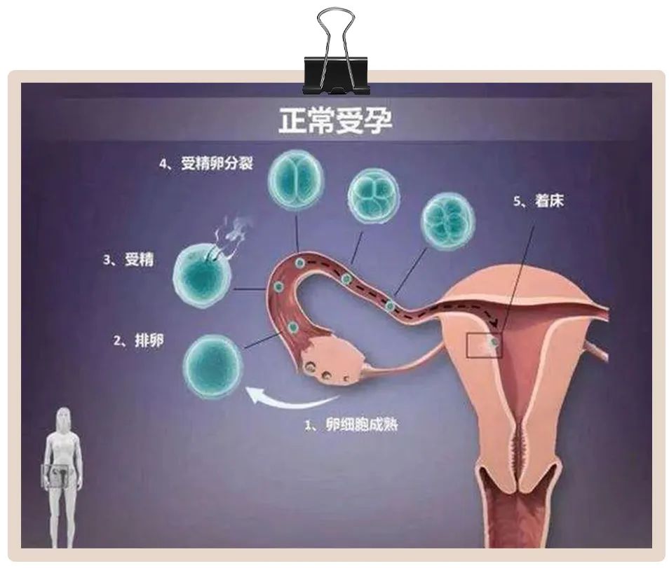 天南地北大拜年_避孕贴跟避孕药_易孕体质