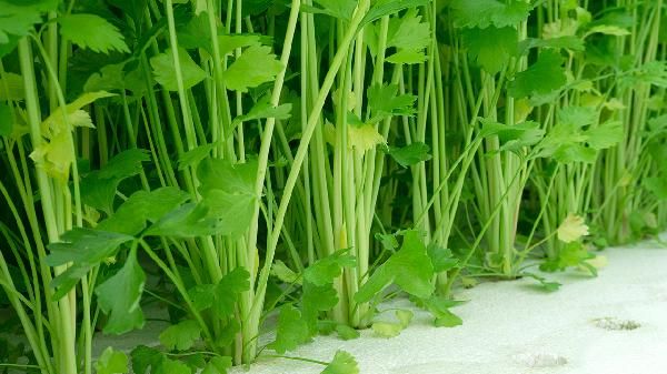 芹菜避孕效果_食品避孕说法分析_避孕贴跟避孕药