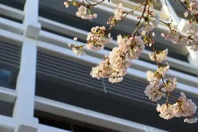 _北京外国语大学学生_ 北京外国语大学深造率 