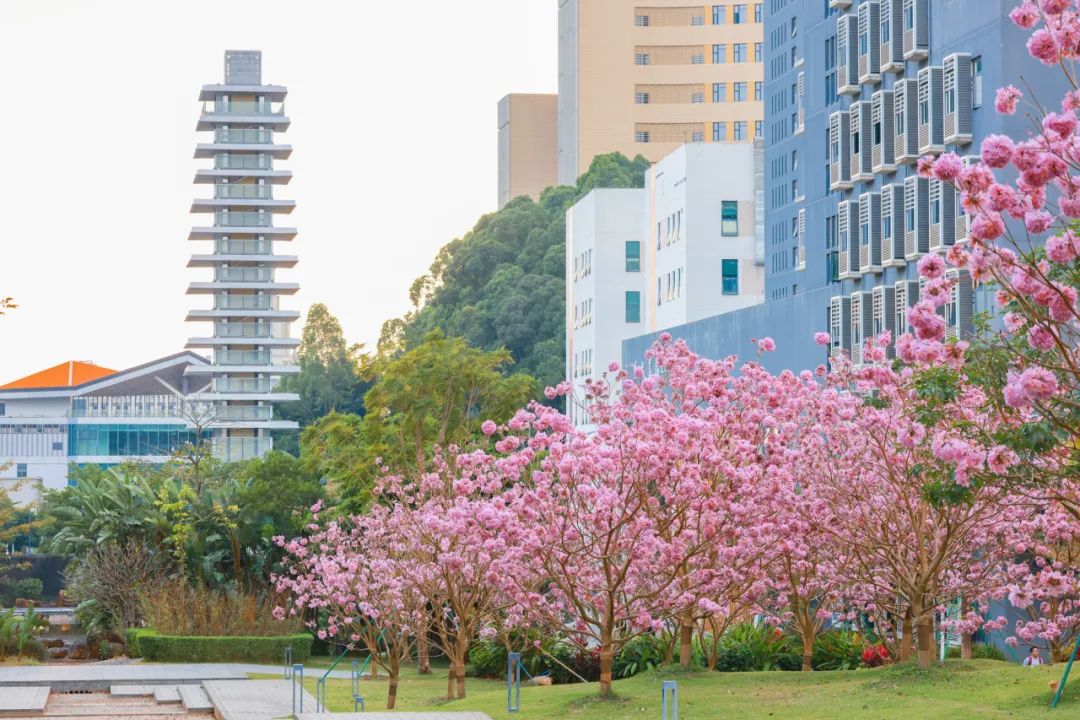 香港中文大学(深圳)_香港中文大学（深圳）校园参观预约_香港中文大学（深圳）校园开放日