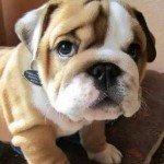 西安交通大学电气工程专业口碑_西安交通大学校友电气工程评价_西安交通大学校友