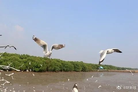 野生动物保护法定位 立法目的 适用范围 基本原则_<a href="https://huanjingfa.cn">环境法</a>基本原则