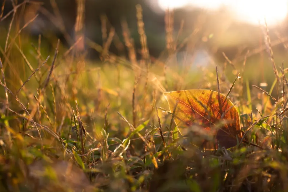 立秋草结籽是什么意思_立秋后草还会长高吗_