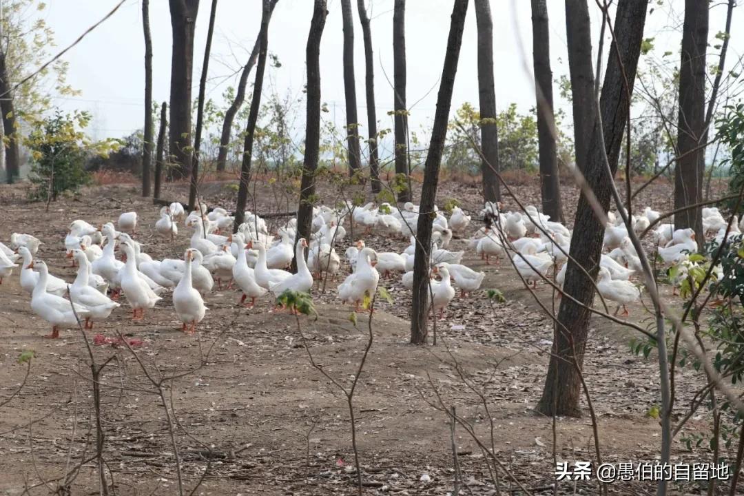 中国农村创业失败案例分析_农村年轻人创业困境_农村人创业失败的话怎么办