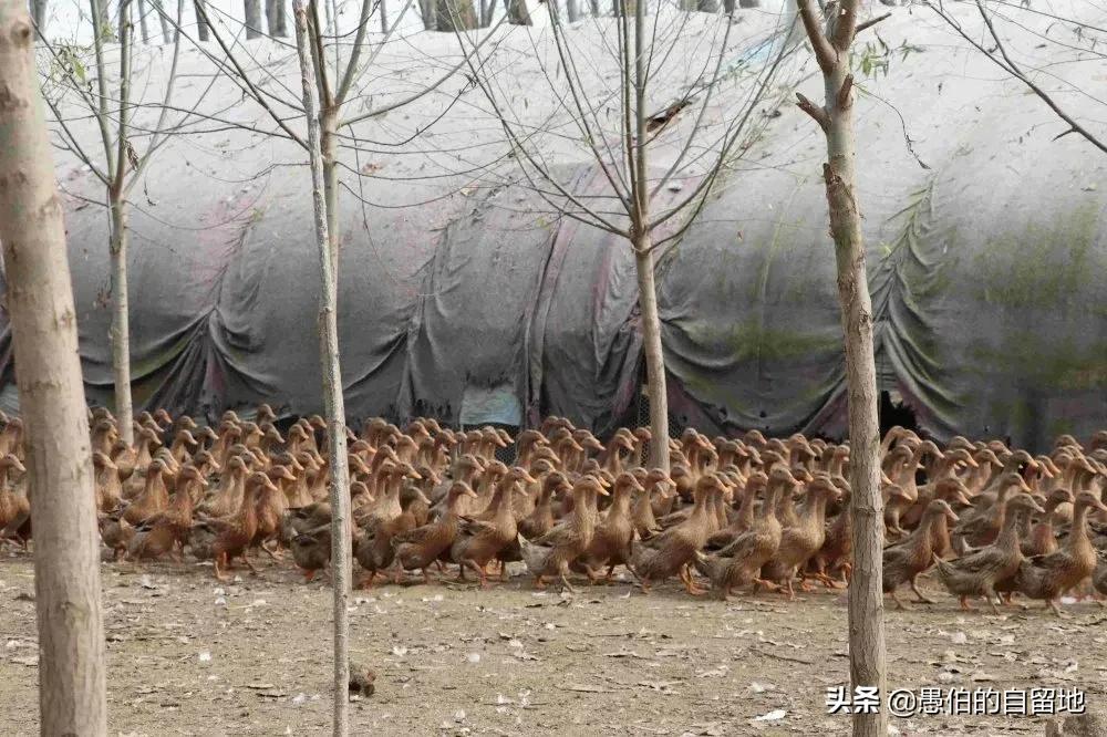 中国农村创业失败案例分析_农村年轻人创业困境_农村人创业失败的话怎么办