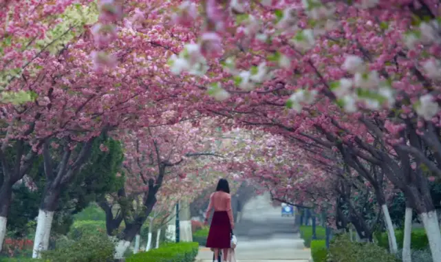 西安交通大学重点行业就业人数_西安交通大学毕业_西安交通大学毕业生就业质量