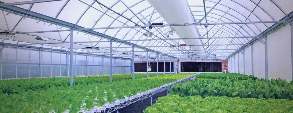 技术盲点农业创业案例_农业创业失败案例分析_名人创业失败案例分析