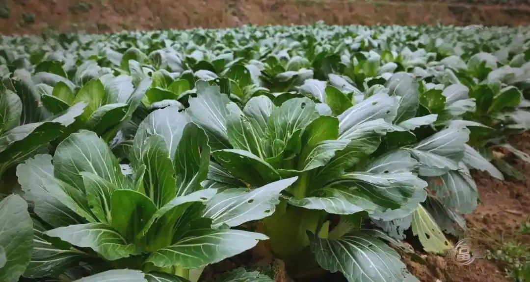 名人创业失败案例分析_农业创业失败案例分析_技术盲点农业创业案例