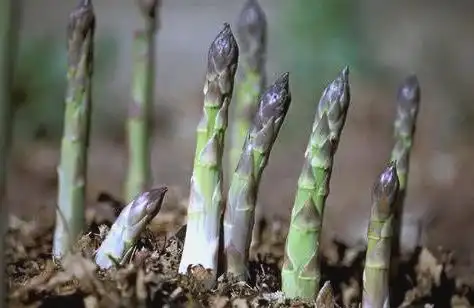 技术盲点农业创业案例_农业创业失败案例分析_名人创业失败案例分析