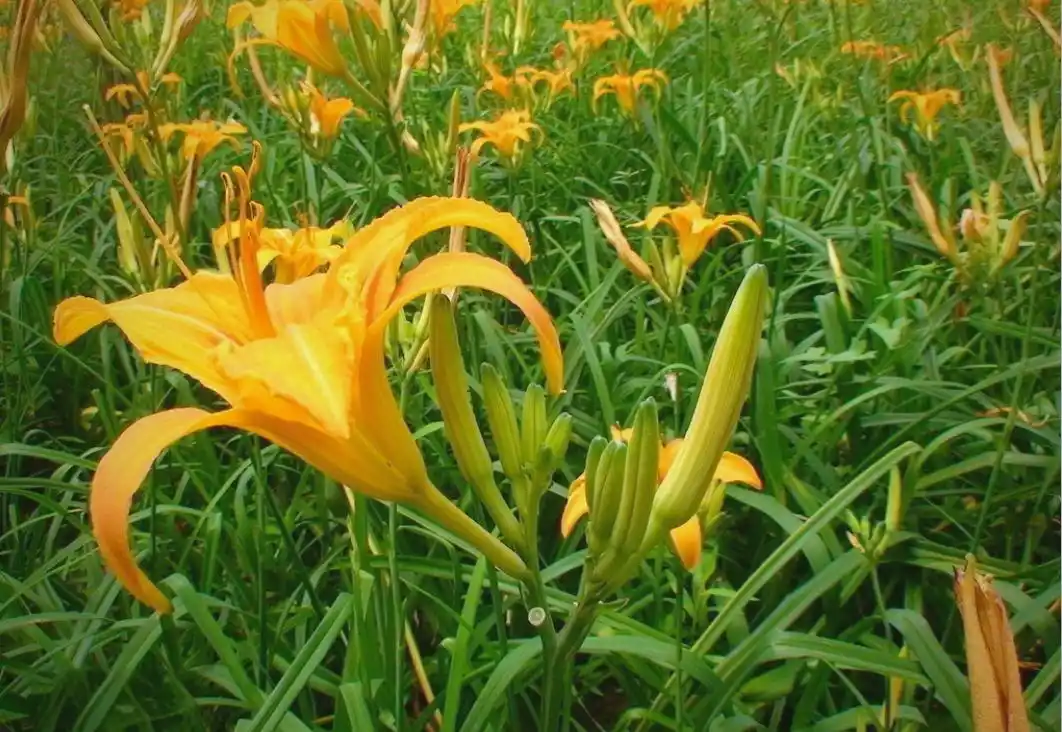 技术盲点农业创业案例_名人创业失败案例分析_农业创业失败案例分析