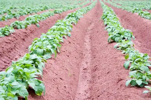 技术盲点农业创业案例_名人创业失败案例分析_农业创业失败案例分析