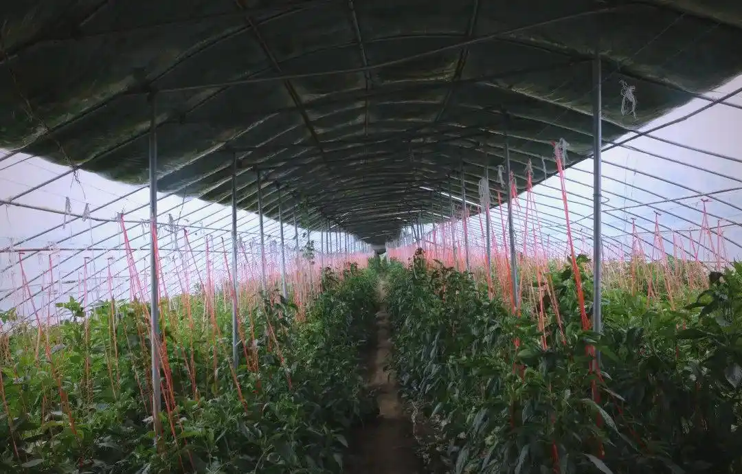 技术盲点农业创业案例_名人创业失败案例分析_农业创业失败案例分析