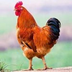 北京交通大学师资力量_北京交通大学校友_北京交通大学经济管理学院会计学