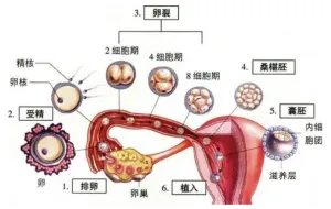 避孕贴怎么用_吃了紧急避孕药怀孕了怎么办_紧急避孕药怀孕了孩子还能要吗