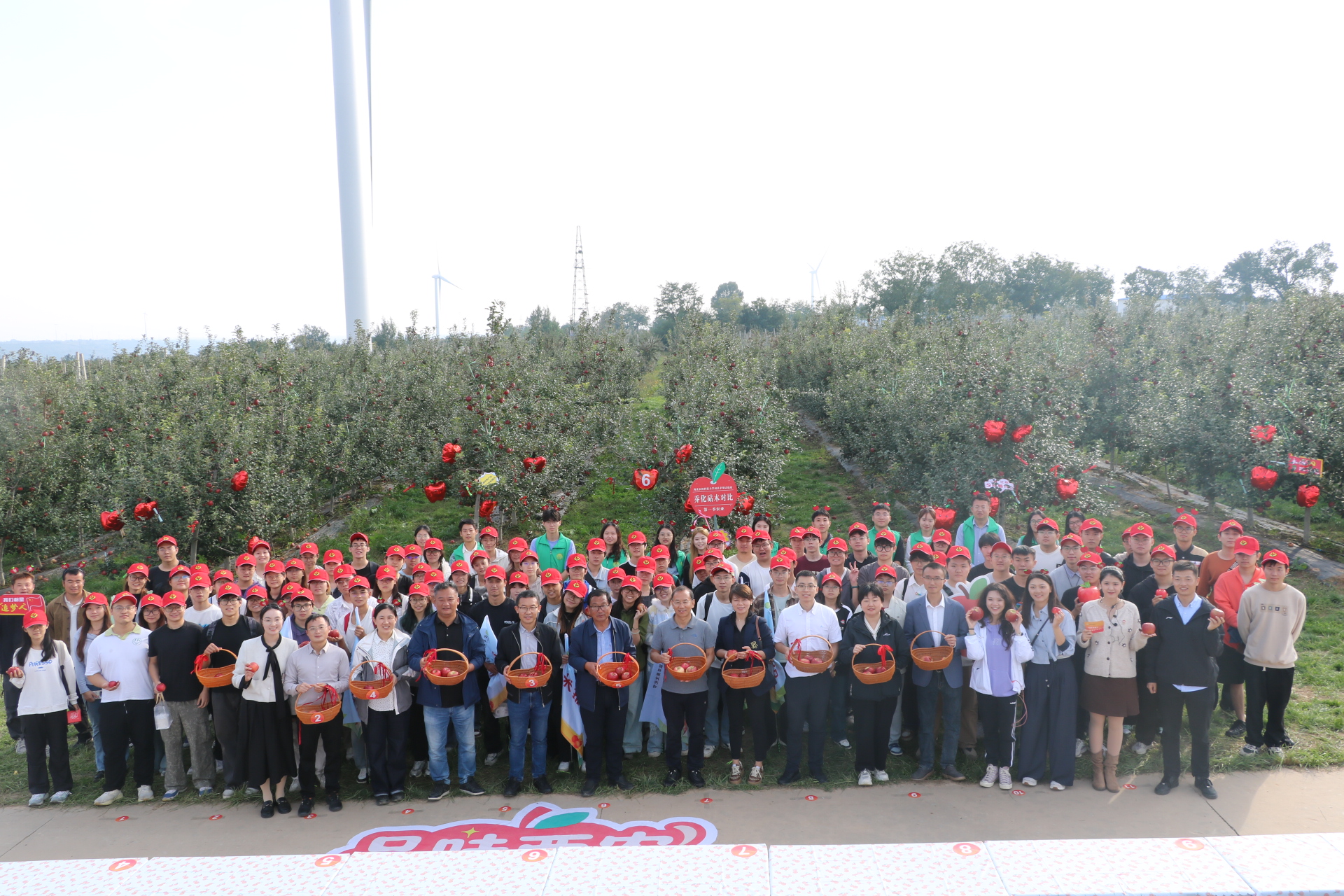 苹果品种选育_西北农林科技大学_西北农林科技大学苹果文化节