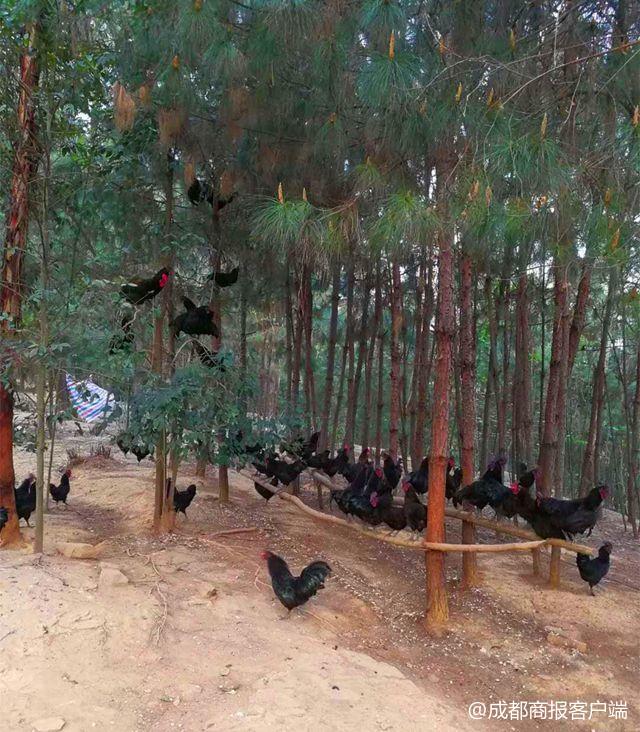 辞职创业养鸡场_生态农场创业失败_白领创业失败